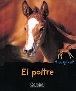 POLTRE, EL (I TU, QUI ETS?) | 9788478642151 | BARBÉ-JULIEN, COLETTE | Llibreria La Gralla | Librería online de Granollers