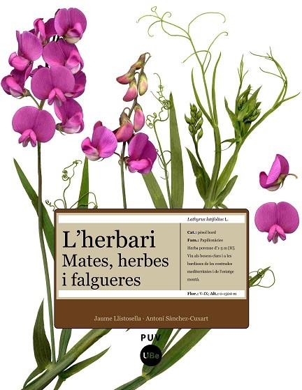 HERBARI.MATES,HERBES I FALGUERES | 9788447531905 | LLISTOSELLA, JAUME; SANCHEZ, ANTONI | Llibreria La Gralla | Llibreria online de Granollers