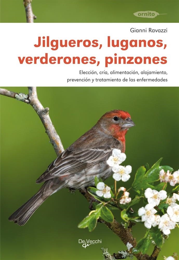 JILGUEROS - LUGANOS - VERDERONES - PINZONES | 9788431516062 | RAVAZZI, GIANNI | Llibreria La Gralla | Llibreria online de Granollers