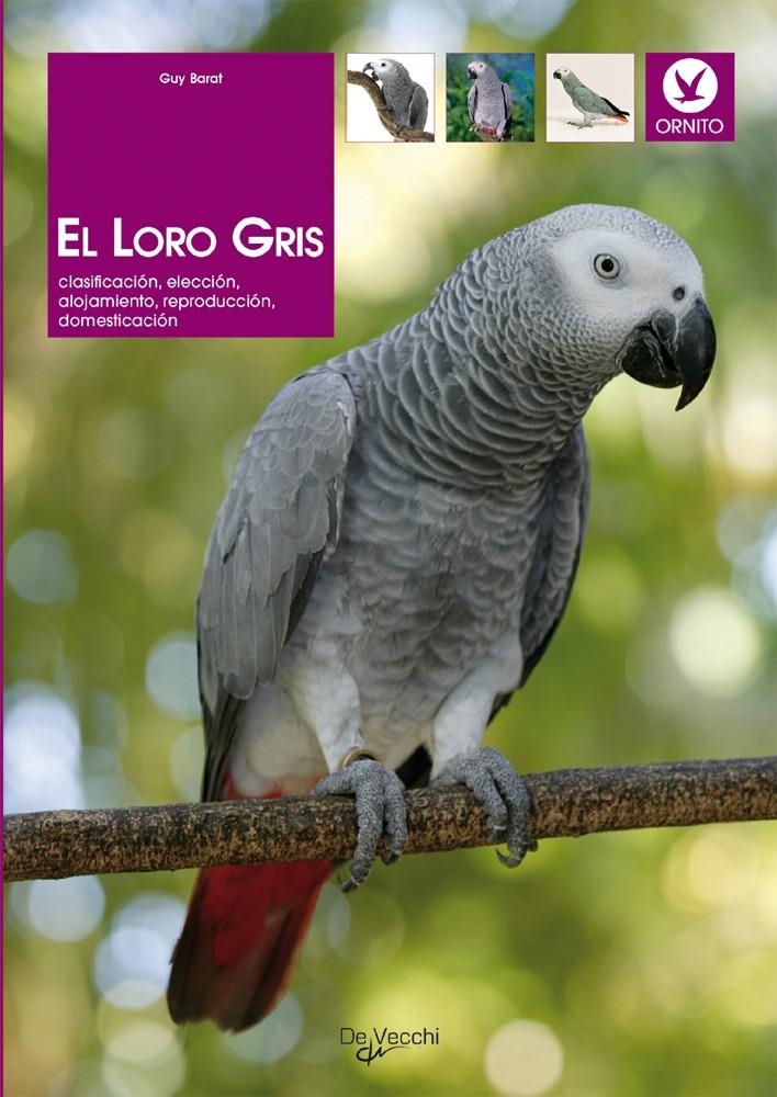 LORO GRIS, EL | 9788431529437 | BARAT, GUY | Llibreria La Gralla | Llibreria online de Granollers