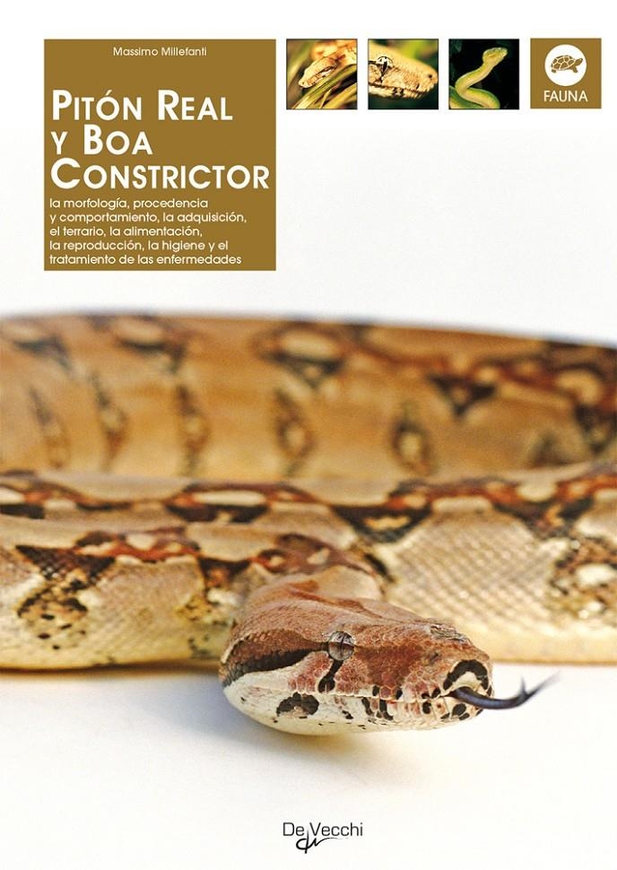 PITON REAL Y BOA CONSTRICTOR (FAUNA DVE) | 9788431531591 | MILLEFANTI, MASSIMO | Llibreria La Gralla | Llibreria online de Granollers