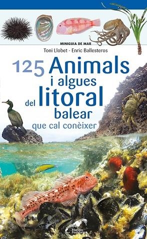 125 ANIMALS I ALGUES DEL LITORAL BALEAR QUE CAL CONÈIXER | 9788413562704 | BALLESTEROS SAGARRA, ENRIC | Llibreria La Gralla | Llibreria online de Granollers