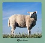 ANIMALES DE LA GRANJA 2 | 9788412683608 | VVAA | Llibreria La Gralla | Llibreria online de Granollers